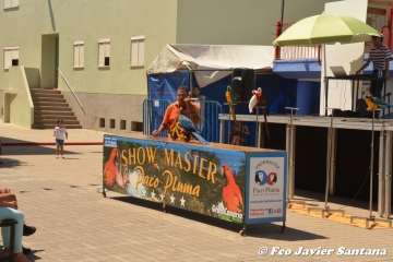 Espectáculo de aves exóticas de Paco Pluma en El Caracol (Foto Francisco Javier Santana)